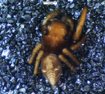 Media type: image; Invertebrate Zoology 20293